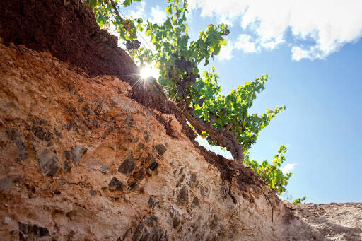 bank Alkina Wine Estate