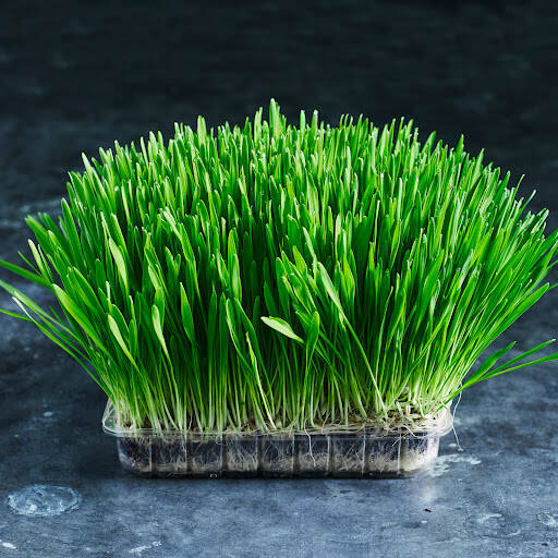bank Australian Wheatgrass