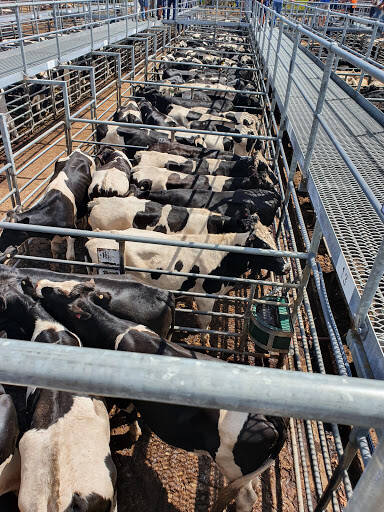 bank Boyanup Cattle Sale Yards