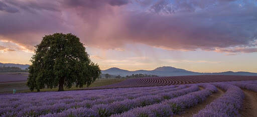 bank Bridestowe Lavender Estate