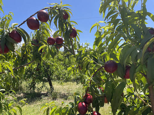 bank Canoelands Orchard