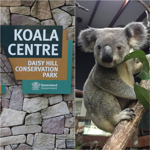 bank Daisy Hill Koala Centre