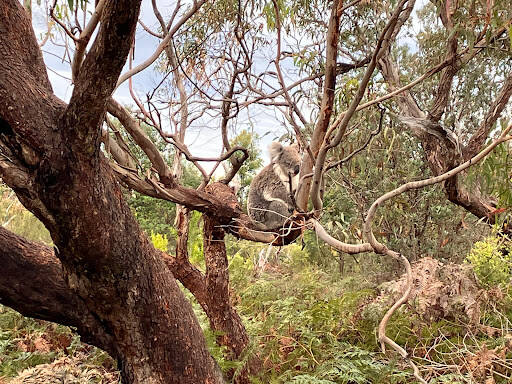 bank Gippsland Lakes Coastal Park Raymond Island