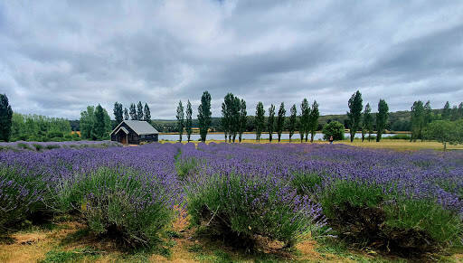 bank Lavandula Swiss Italian Farm