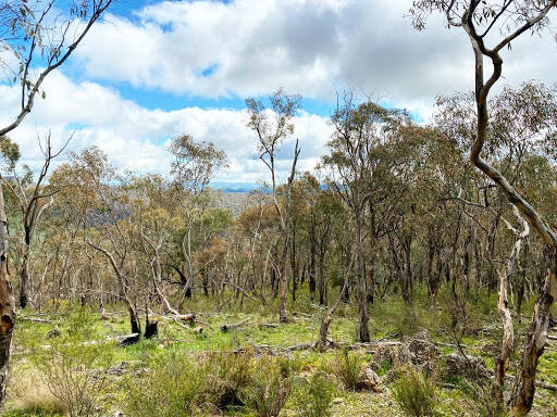 bank Minjary National Park