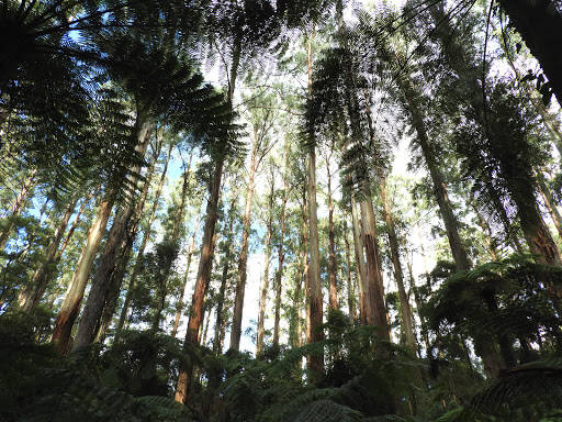 bank Mount Dandenong Preschool